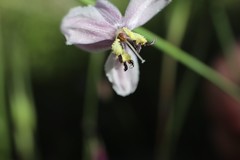 Arthropodium milleflorum