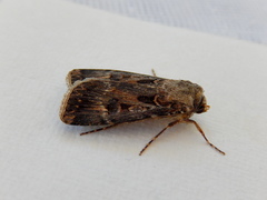 Agrotis munda