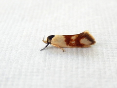 Antipterna trilicella