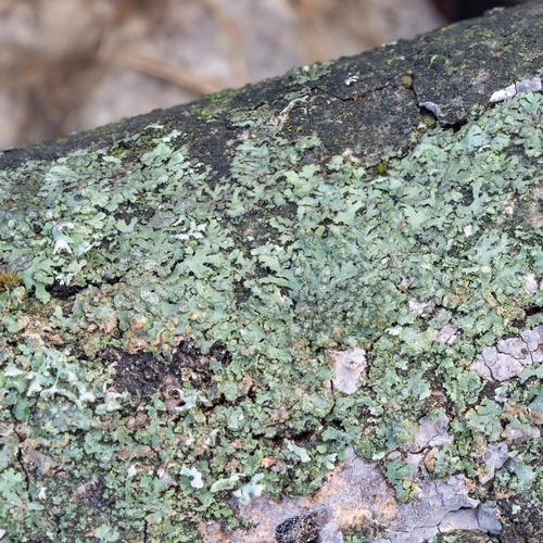 fyscia (Phaeophyscia)