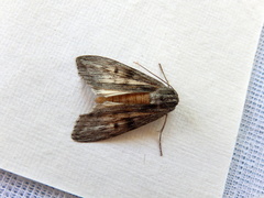 Capusa cuculloides