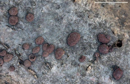 drevovček hnedý (Hypoxylon fuscum)