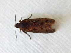 Cryptaspasma sordida