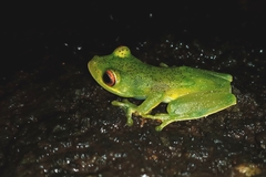 Aplastodiscus sibilatus