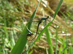 Ischnura evansi