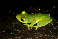 Aplastodiscus sibilatus