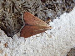 Endotricha dispergens