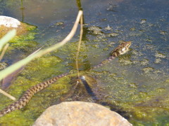 Platyceps rhodorachis