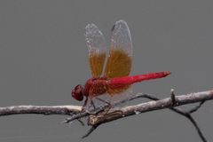 Brachythemis lacustris