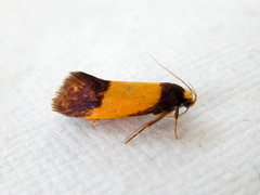 Eulechria heliophanes