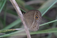 Brakefieldia perspicua