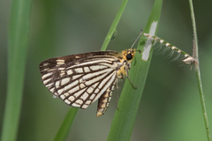 Metisella willemi