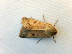 Australothis rubrescens