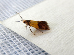Hemibela