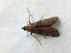 Cryptoblabes euraphella