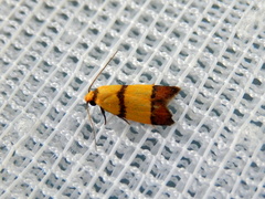 Heteroteucha distephana