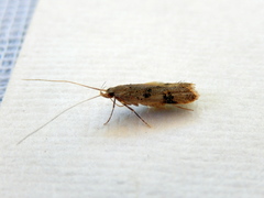 Lecithocera sobria