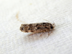 Lichenaula appropinquans