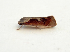 Lichenaula undulatella