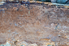 Fuscoporia ferruginosa