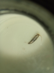Lepisma