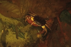 Trichodactylus crassus