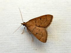 Metasia dicealis