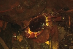 Trichodactylus crassus