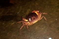 Trichodactylus crassus