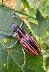 Naupactus rivulosus