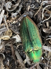 Buprestis adjecta