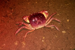 Trichodactylus crassus