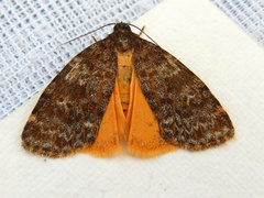 Parelictis saleuta