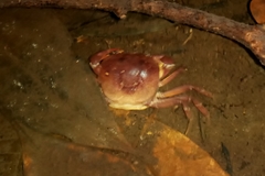 Trichodactylus crassus