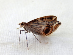 Phrataria transcissata