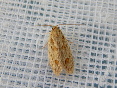 Phylomictis sarcinopa