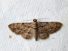 Sigilliclystis insigillata