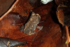 Proceratophrys renalis