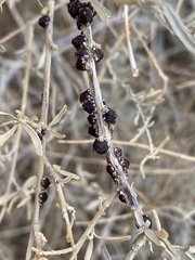 Ceroplastes irregularis