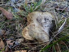 Phylloporus clelandii