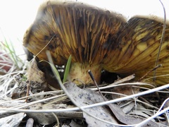 Phylloporus clelandii