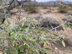 Sarcomphalus obtusifolius canescens