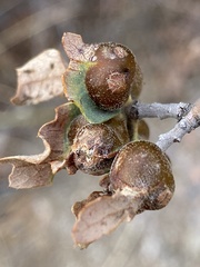 Andricus reticulatus