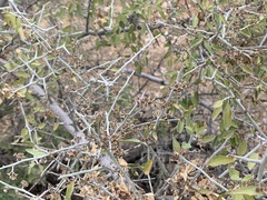 Sarcomphalus obtusifolius canescens