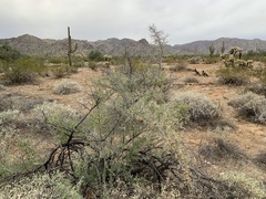 Sarcomphalus obtusifolius canescens