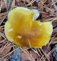 Tricholoma fumosoluteum