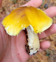 Tricholoma fumosoluteum