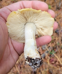Tricholoma fumosoluteum