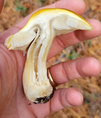Tricholoma fumosoluteum