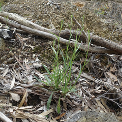 Senecio phelleus